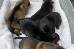 available-litters-4