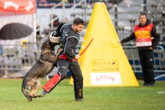 Chris Meverden & Arik von der Snively Haus. USA National Team. 2021 WUSV IGP World Championship. Lerma, Spain. © Brian Aghajani 2021